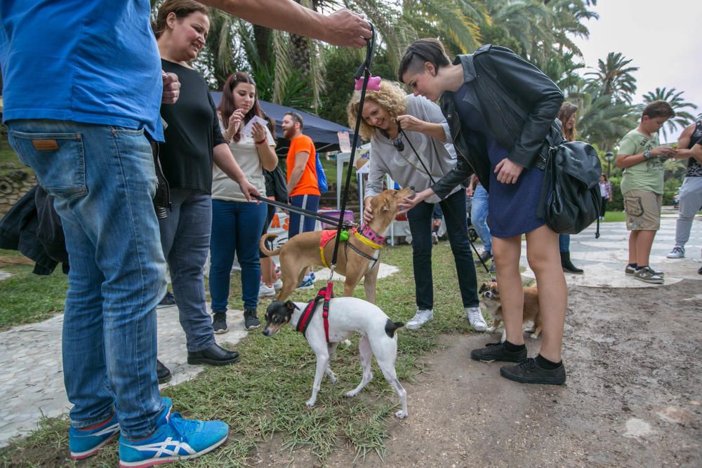 Feria de la adopción de mascotas en Elche