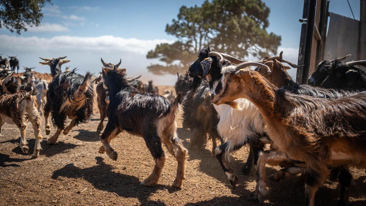 Cabras de una finca de El Rosario, en Tenerife.