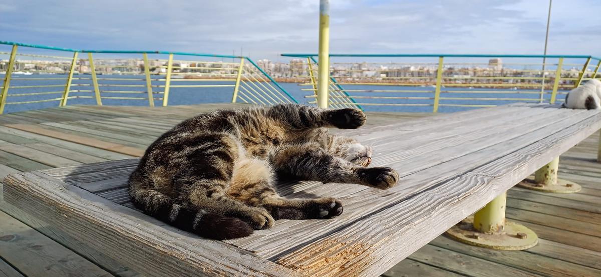 Un gato callejero al sol en el dique de Levante de Torrevieja