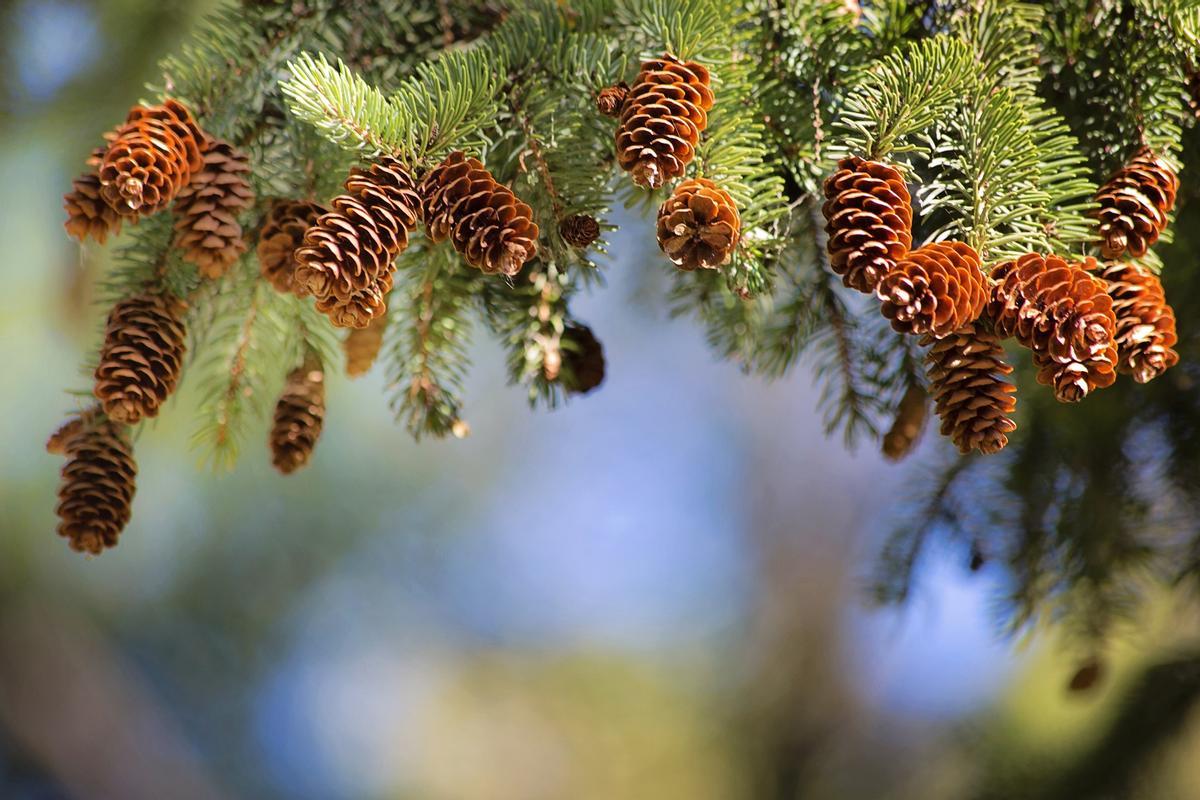 El pineno se encuentra en la resina de muchas plantas, especialmente en los pinos.
