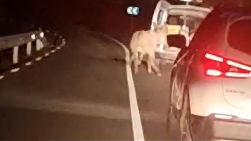 Denunciado un conductor que arrastró un burro atado al vehículo en Barcelona