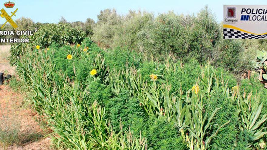 Detenido con 161 plantas de marihuana en Campos