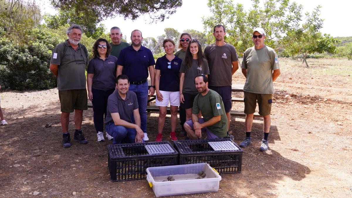 Liberan un centenar de tortugas mediterráneas en el Parc Natural de Mondragó