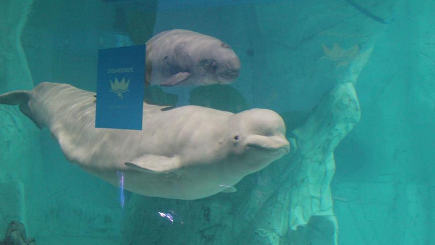 El único bebé beluga de Europa, en l&#039;Oceanogràfic