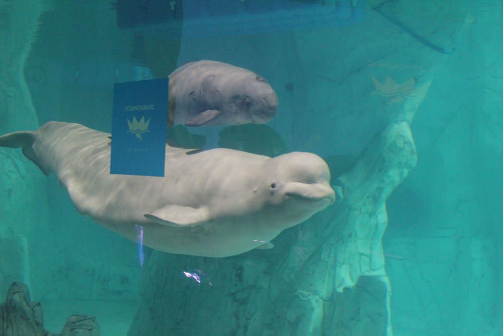 La primera cría de beluga nacida en l'Oceanogràfic