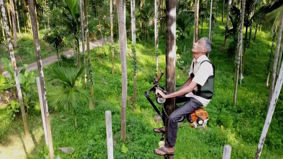 Inventan un ascensor de palmeras con el motor de una motosierra.