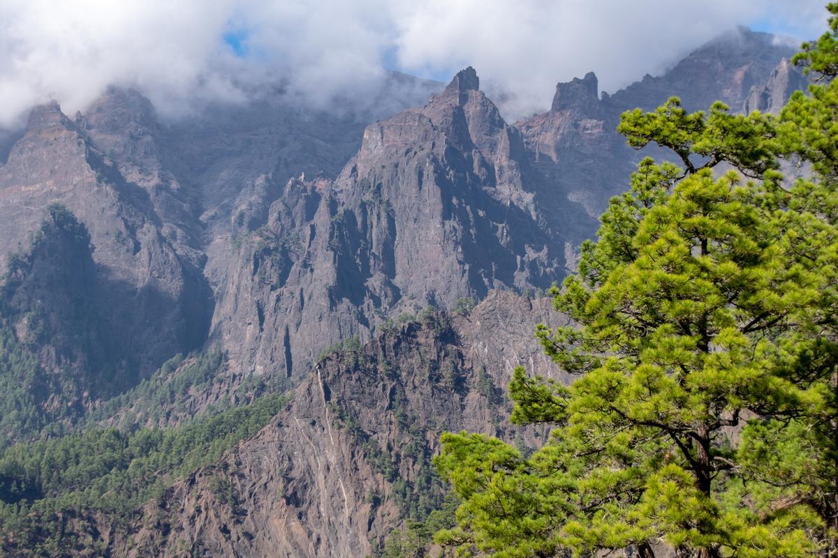 Pino canario en la Palma.