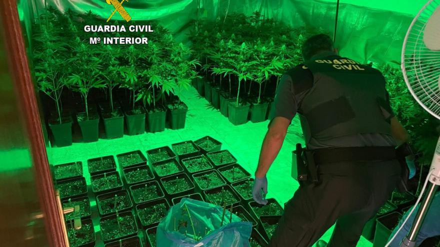 Un anónimo destapa una plantación de 200 plantas de marihuana en Mos