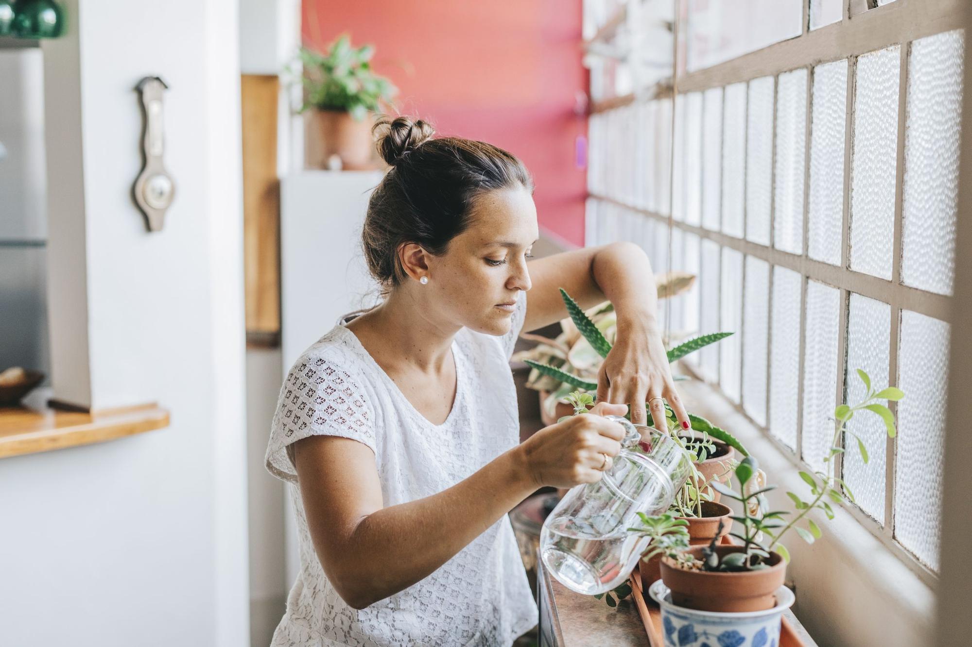 Cuándo es mejor regar las plantas