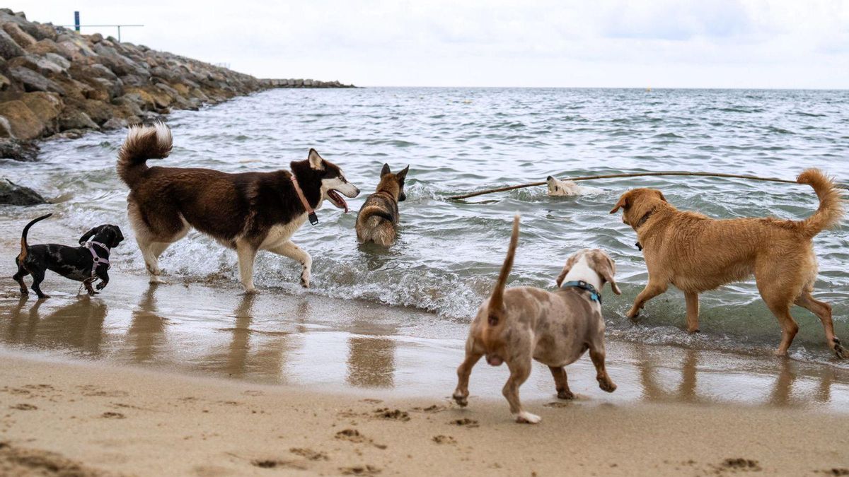 La playa de perros de Barcelona, vulnerable a lluvias intensas: cuatro episodios de contaminación este verano