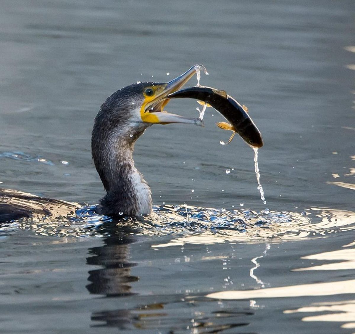 Un cormorán aliméntadose captado desde el "Chasula".