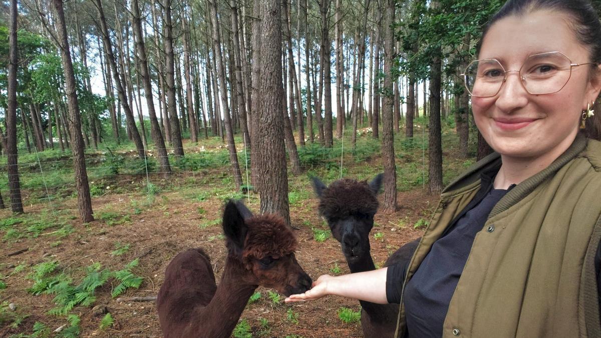 Primera sesión de “peluquería” para las alpacas de Tapia: “La esquila es un momento delicado, pero es importante para que sobrelleven el calor”