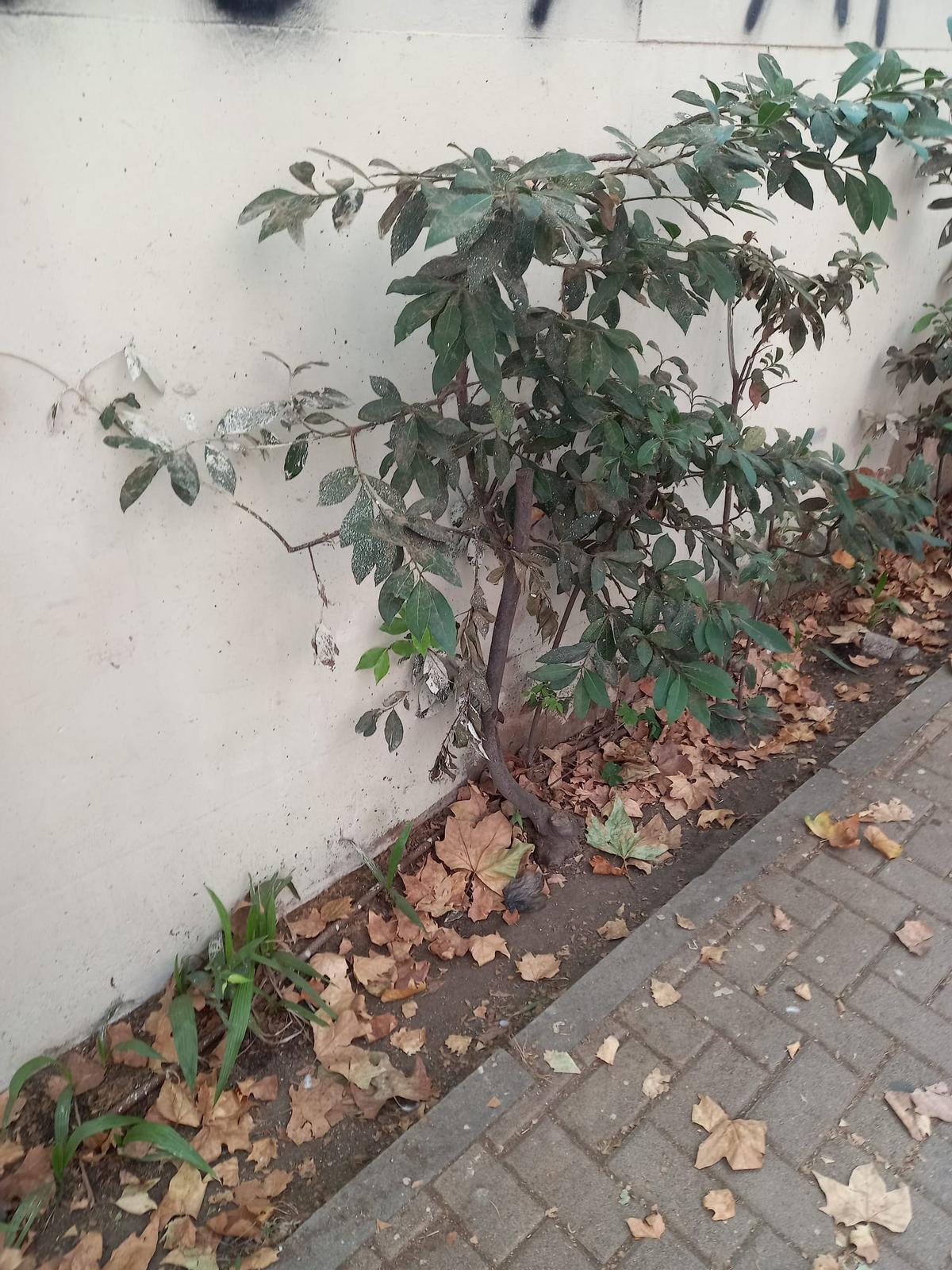 Laureles secos en el Auditori de Barcelona.