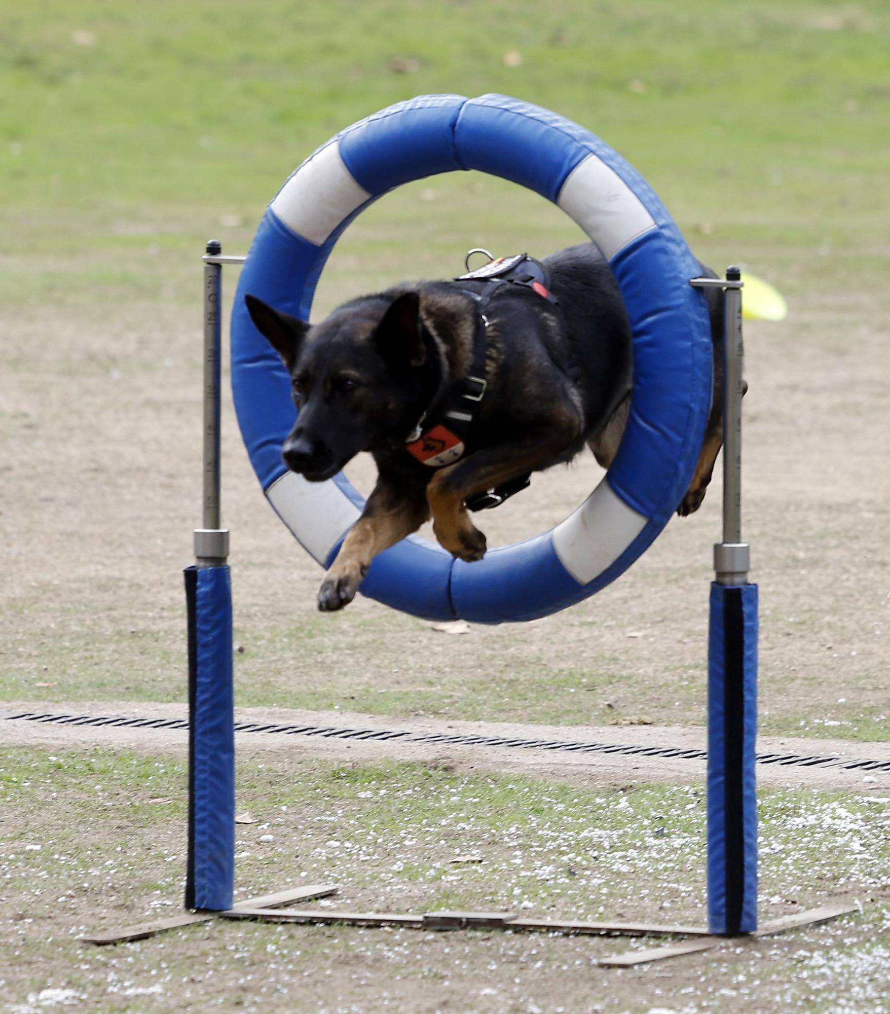 Exhibición de la Policía Nacional en el auditorio de Castrelos en Vigo