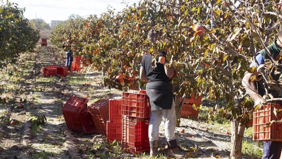 Trabajos de recolección de caquis en un campo de Carlet, en la pasada campaña.