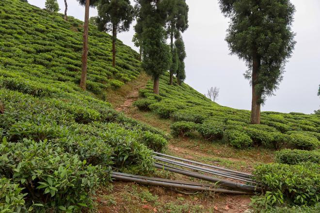Campos de té de Valle de Darjeeling, India