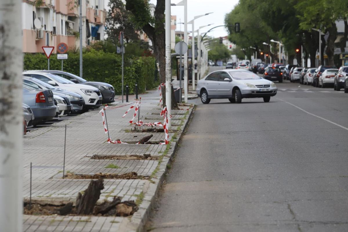 Un vehículo circula por la avenida Virgen Milagrosa, ya en obras.
