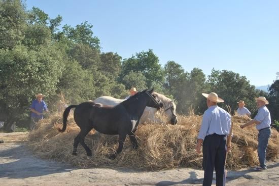 Festa del Segar i el Batre