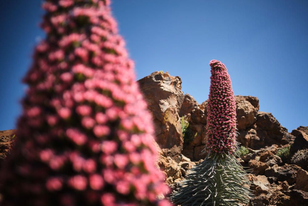 Tajinastes en flor en el Teide