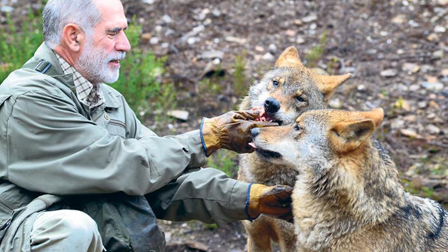 Un biólogo da de comer a dos ejemplares en el centro del lobo de Robledo. |