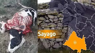 Ataque insólito del lobo en Sayago: mata y come una vaca de 800 kilos