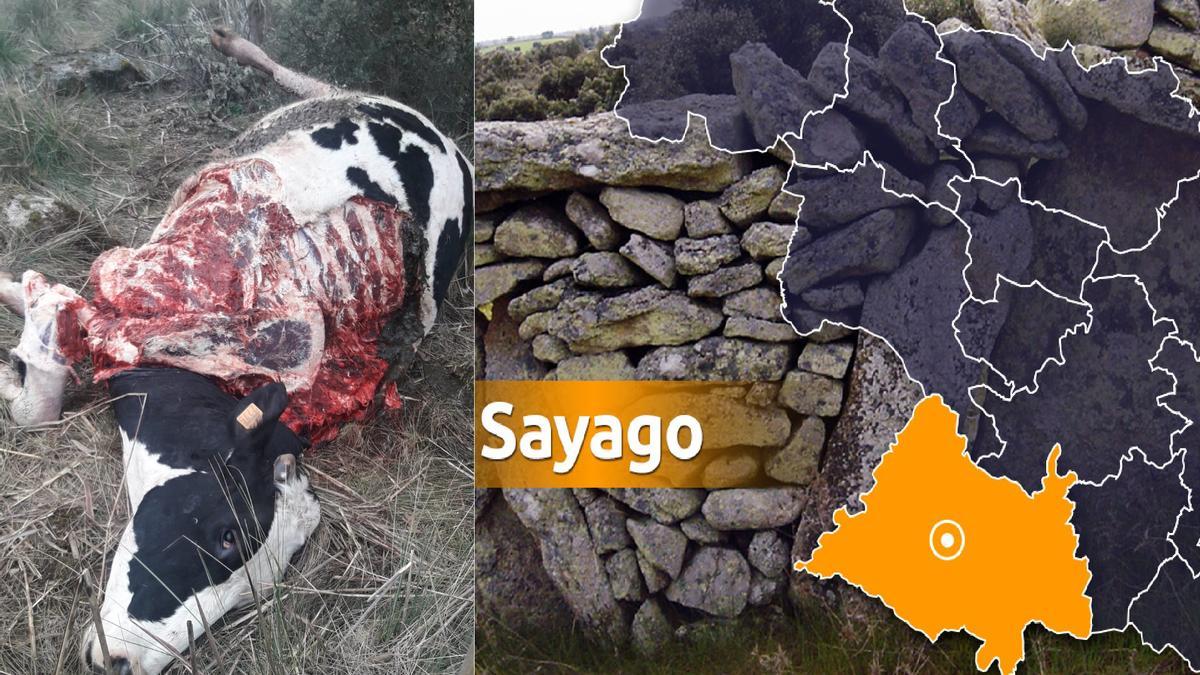 La vaca muerta y comida en Piñuel de Sayago