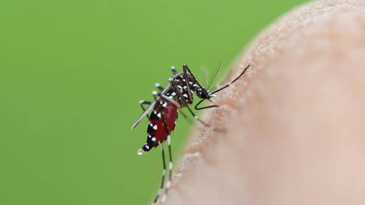Los avisos por mosquito tigre se disparan un 83% en el primer semestre de 2025 y confirman su avance hacia el interior peninsular