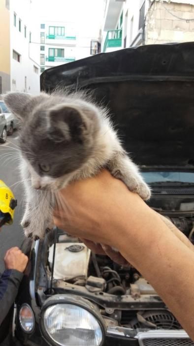 Rescate de un gato atrapado en un automóvil en Arrecife