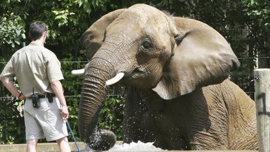 Un cuidador supervisa un elefant.