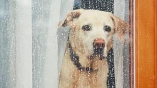 Si llueve también puedes pasear a tu perro: Esto es lo que debes hacer