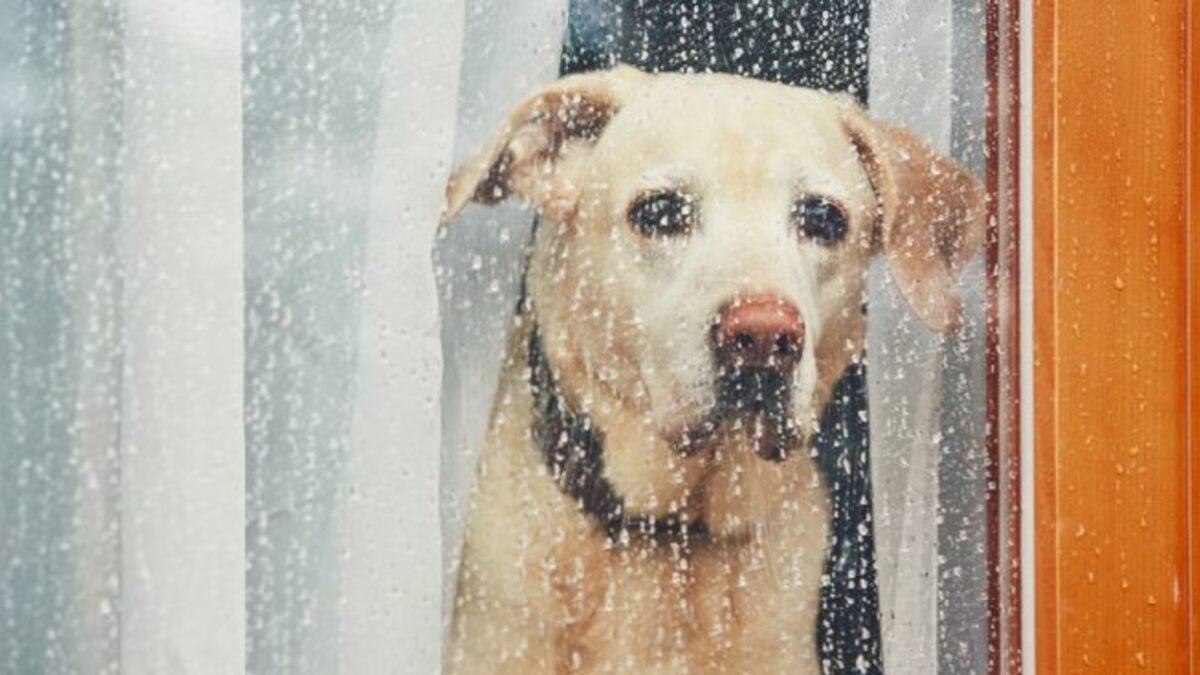 Trucos para sacar a tu perro a pasear si llueve