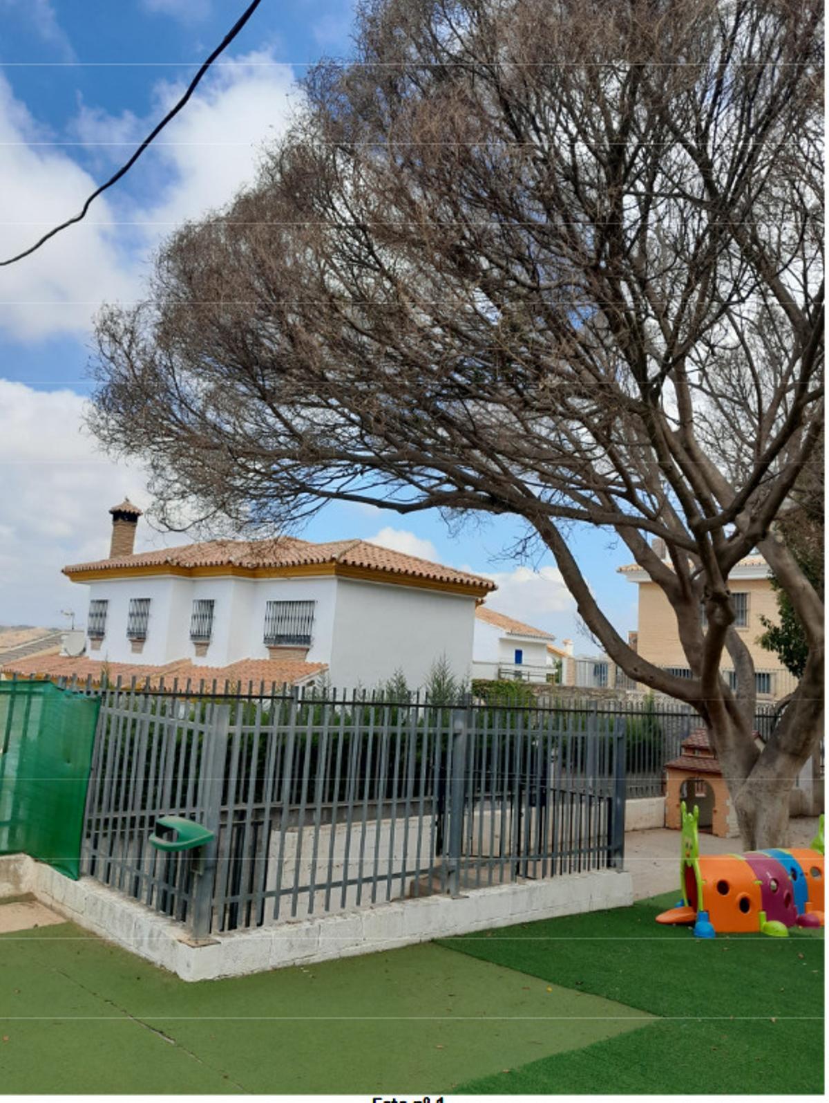 Árbol ficus en CEIP Los Morales