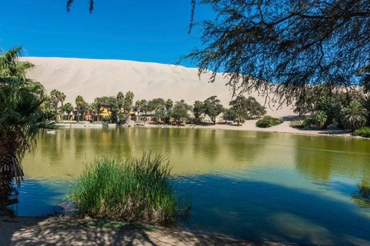 Eucaliptos y palmeras forman la principal vegetación de la laguna de Huacachina.