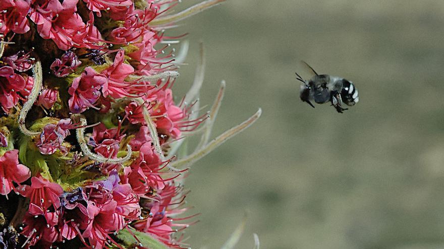 Las abejas melíferas impiden prosperar a siete de cada diez especies nativas del Teide