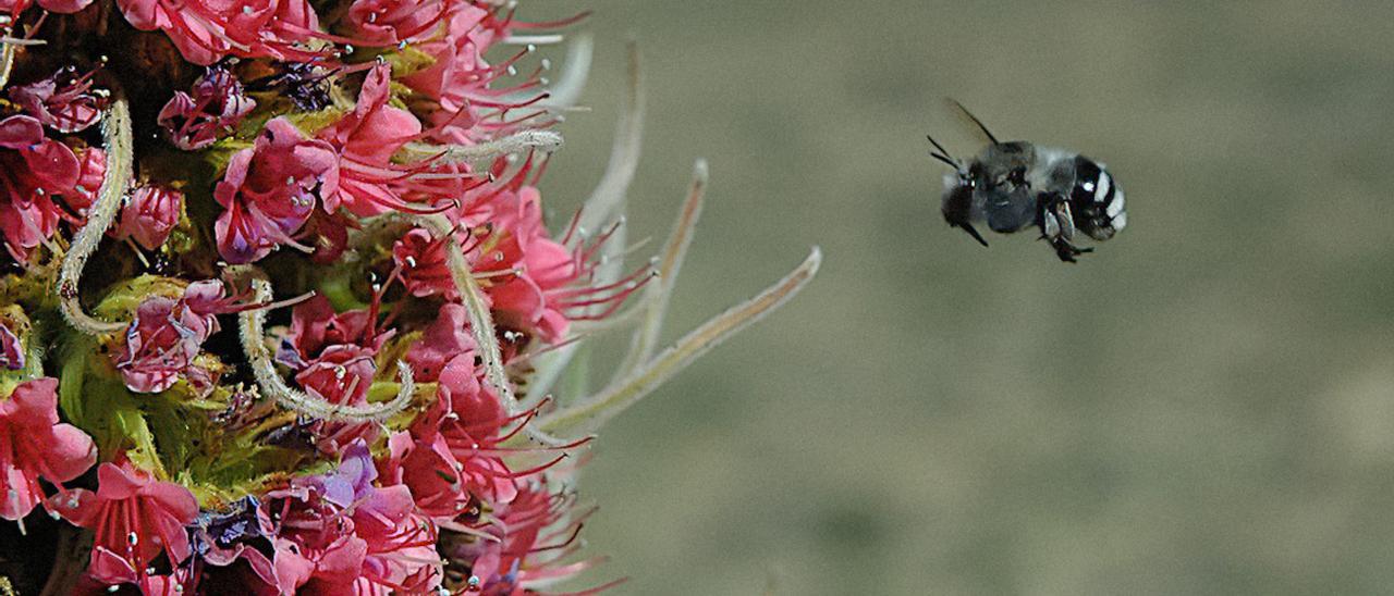 especies de abejas melíferas