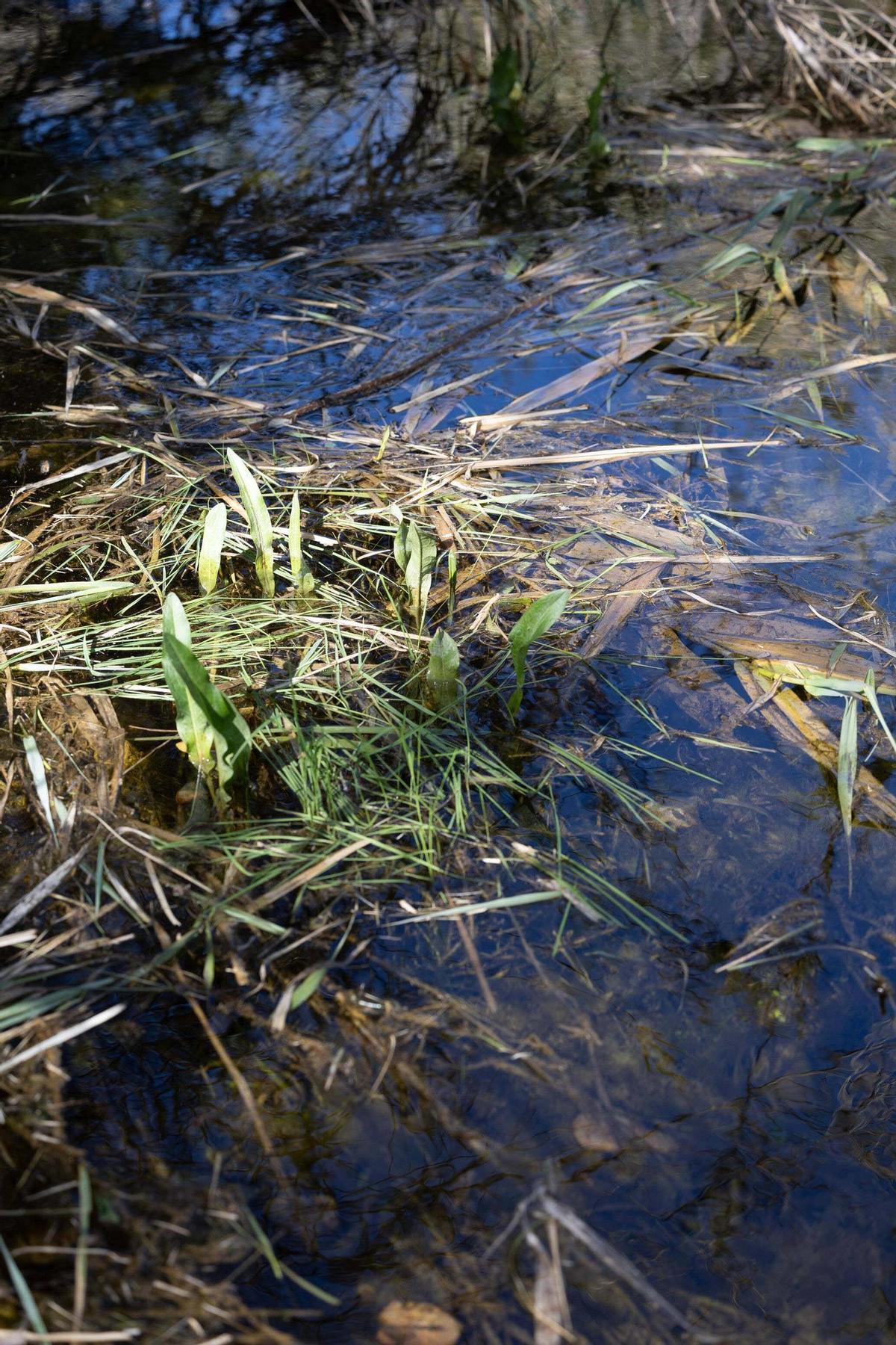 Imágenes de sa Fontassa y el río de Santa Eulària Imágenes de sa Fontassa y el río de Santa Eulària