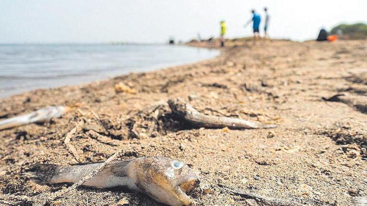 Fundación Ingenio ha encontrado elementos contaminantes no señalados hasta la fecha y que son causa indispensable para la mortandad de peces en el Mar Menor.