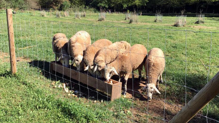 El ramat d&#039;ovella ripollesa que té la finca de Les Cols.