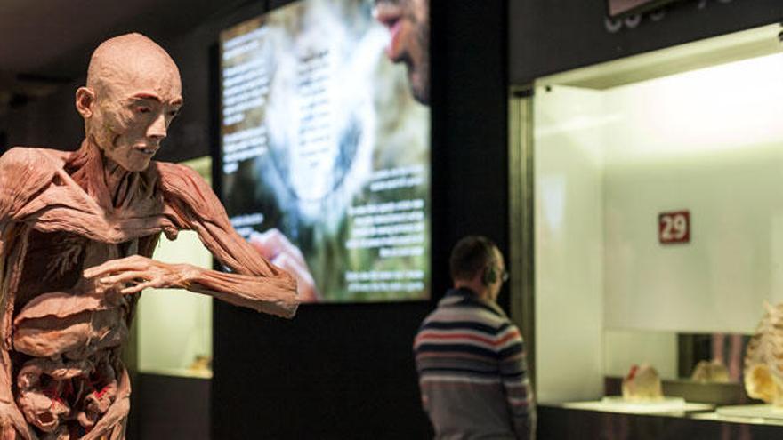 Oviedo acoge la muestra Human Bodies, con 12 cuerpos y 150 órganos humanos