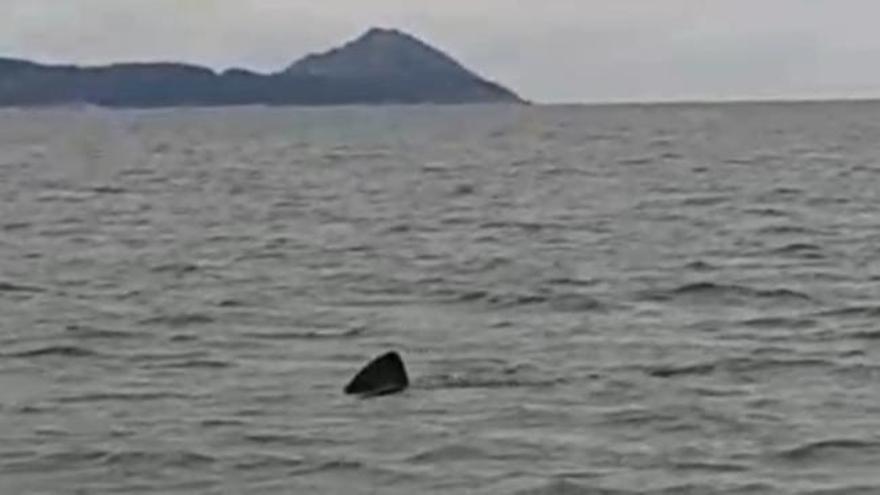 La sorprendente visita de un tiburón a la ría de Vigo