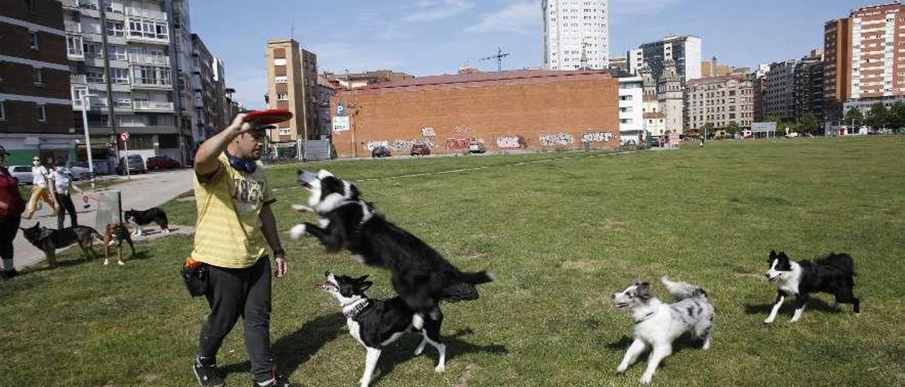 Enol López lanza un frisbi a varios perros en el &quot;solarón&quot;.