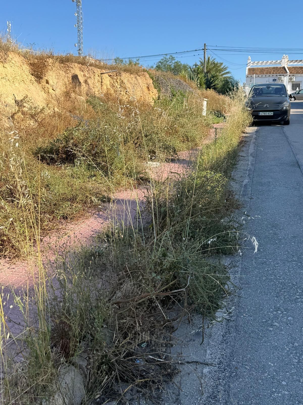 Una jungla sobre el asfalto de Orihuela Costa