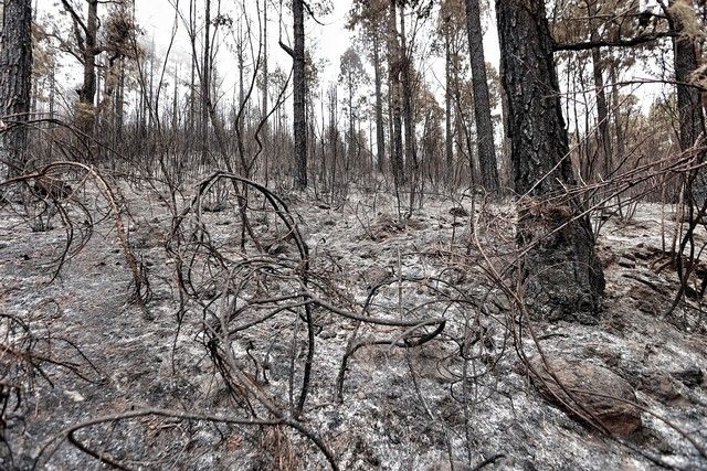 Zonas arrasadas por el incendio en el Norte de Tenerife