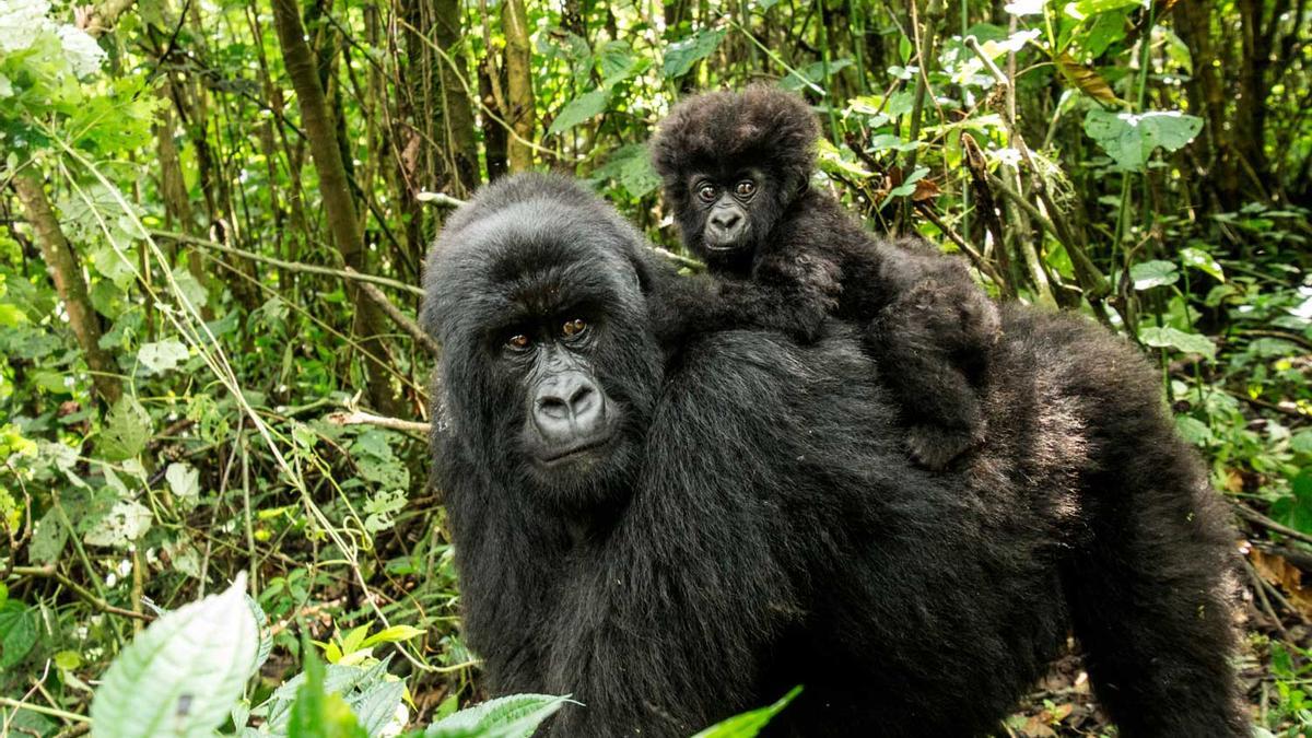 Gorilas de montaña, el tesoro mejor guardado de África