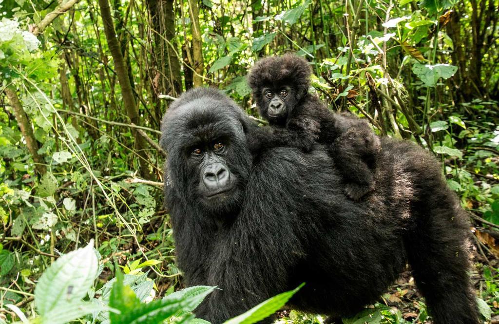 Mother Mountain gorilla with baby