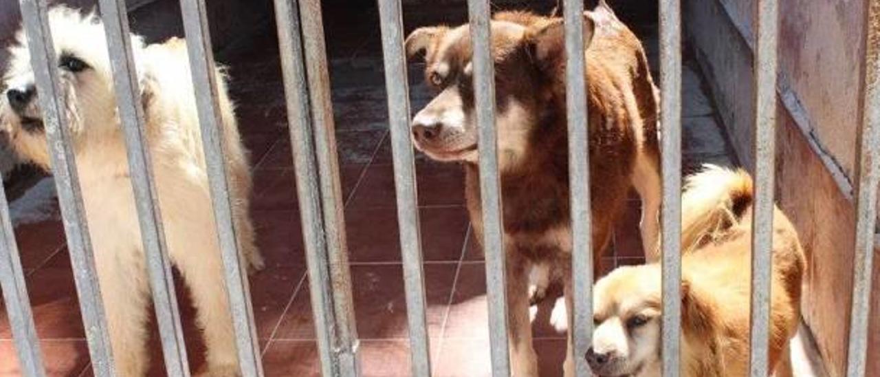 Algunos de los perros recogidos por la actual contrata.