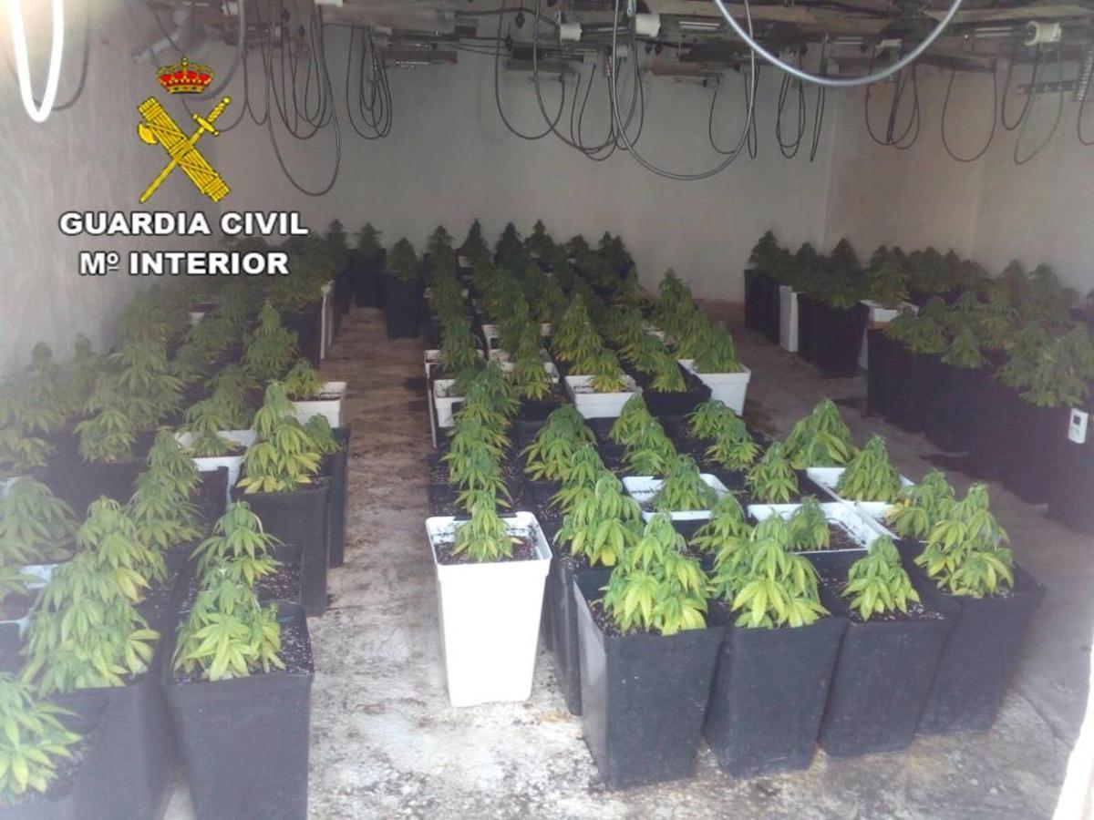 La Guardia Civil desarticula en Aspe una banda dedicada al cultivo y venta de drogas