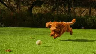 Soy experta en conducta animal y este es el peligro de llevar la pelota de tu perro al parque