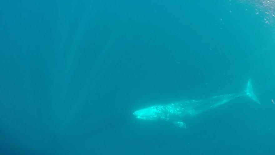 Avistada una ballena gris de cerca de ocho metros en la costa de Alicante