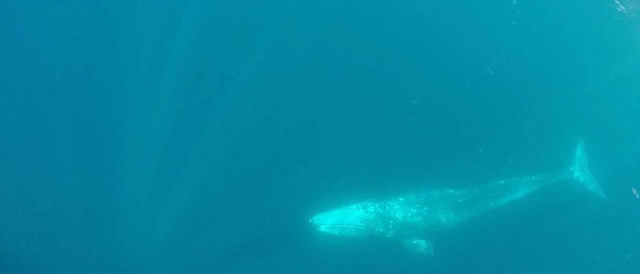 Avistada una ballena gris de cerca de ocho metros en la costa de Alicante